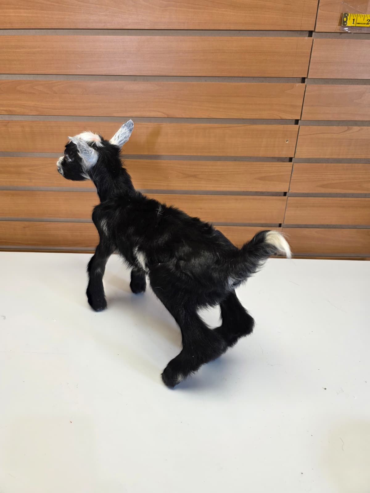 FHB14 - Black Goat Taxidermy Mount