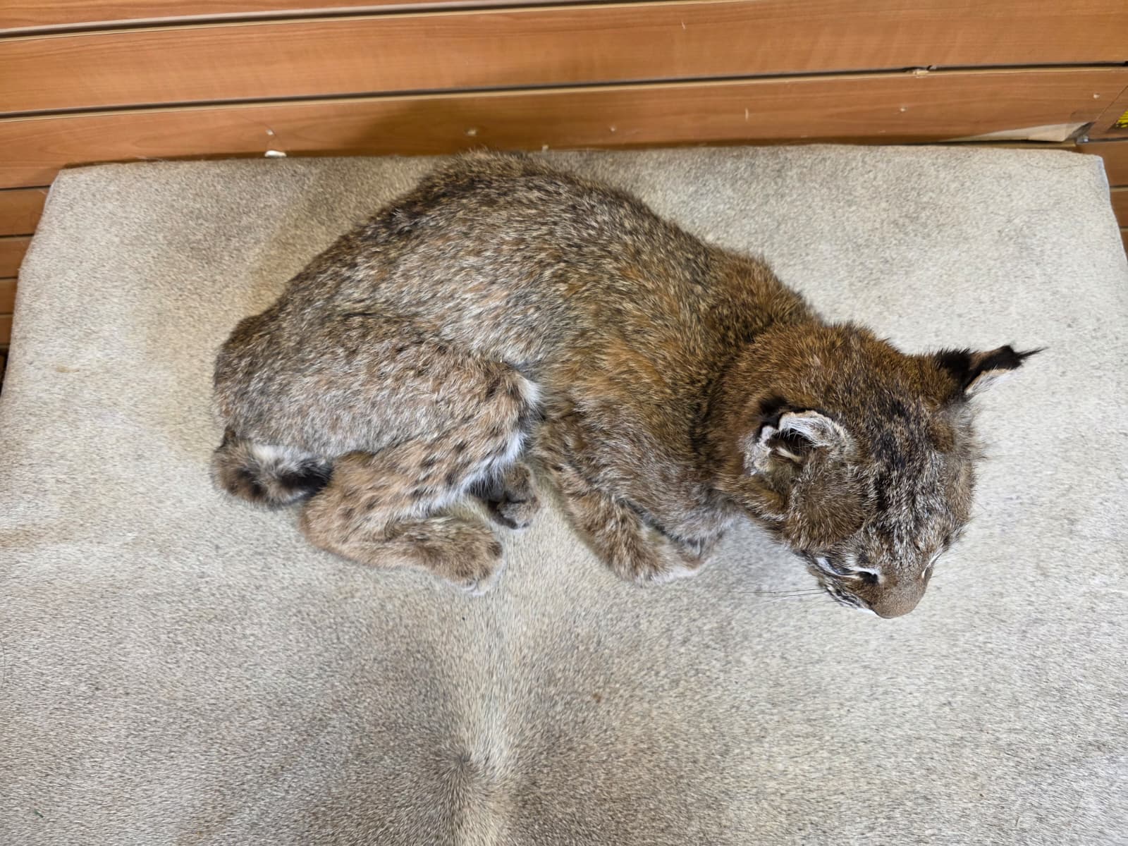 FHAB20 - Bobcat – Full-body Taxidermy Mount