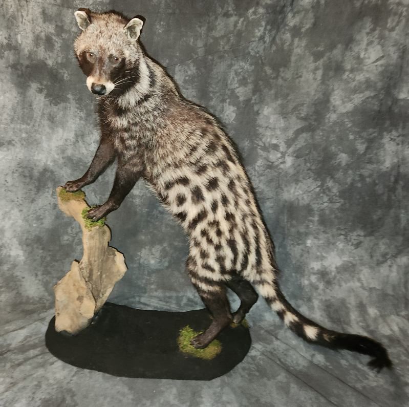 FHJR22 - African Civet Cat taxidermy mount
