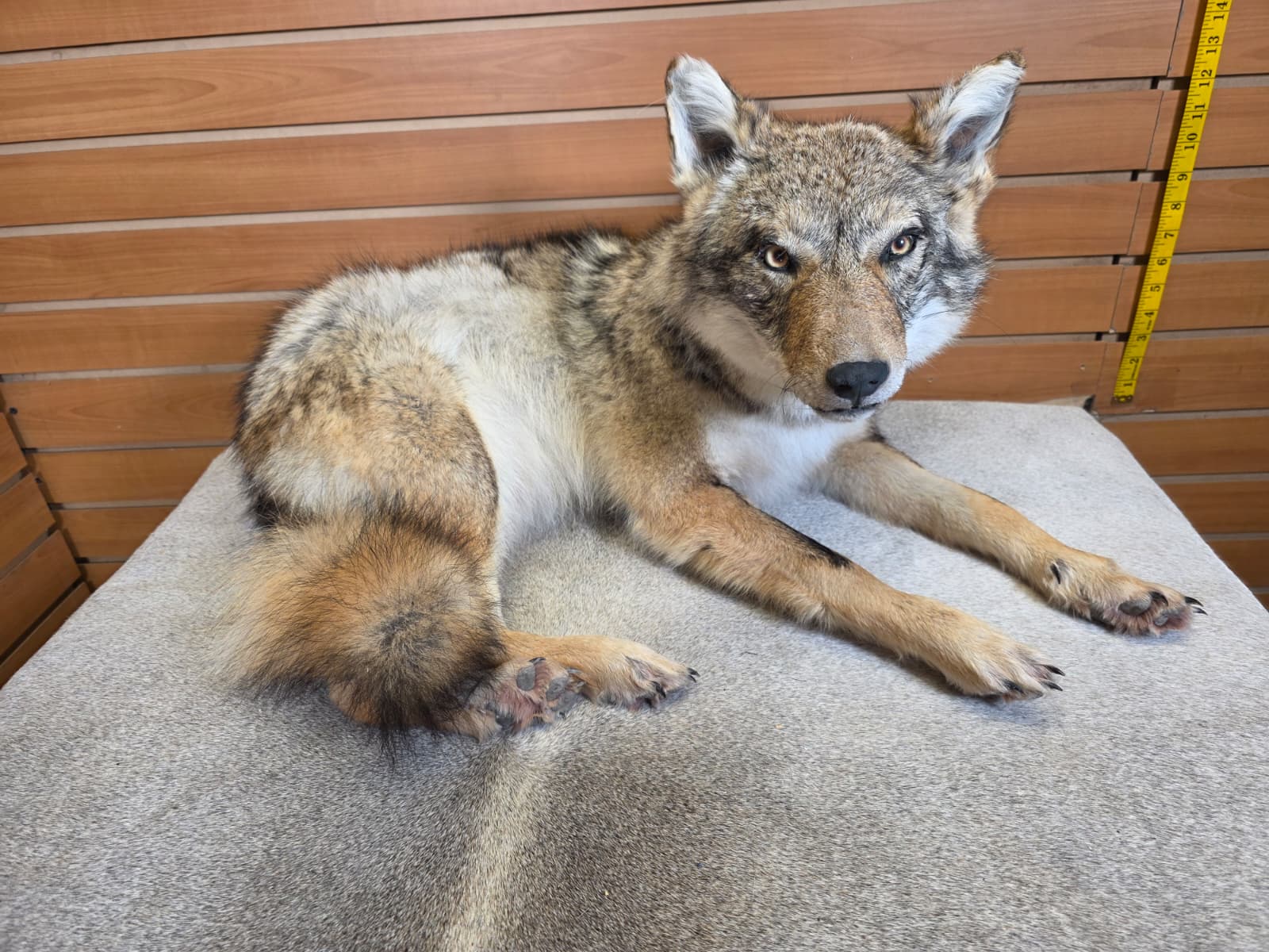 KMCY12 - Full-Body Coyote Taxidermy Mount