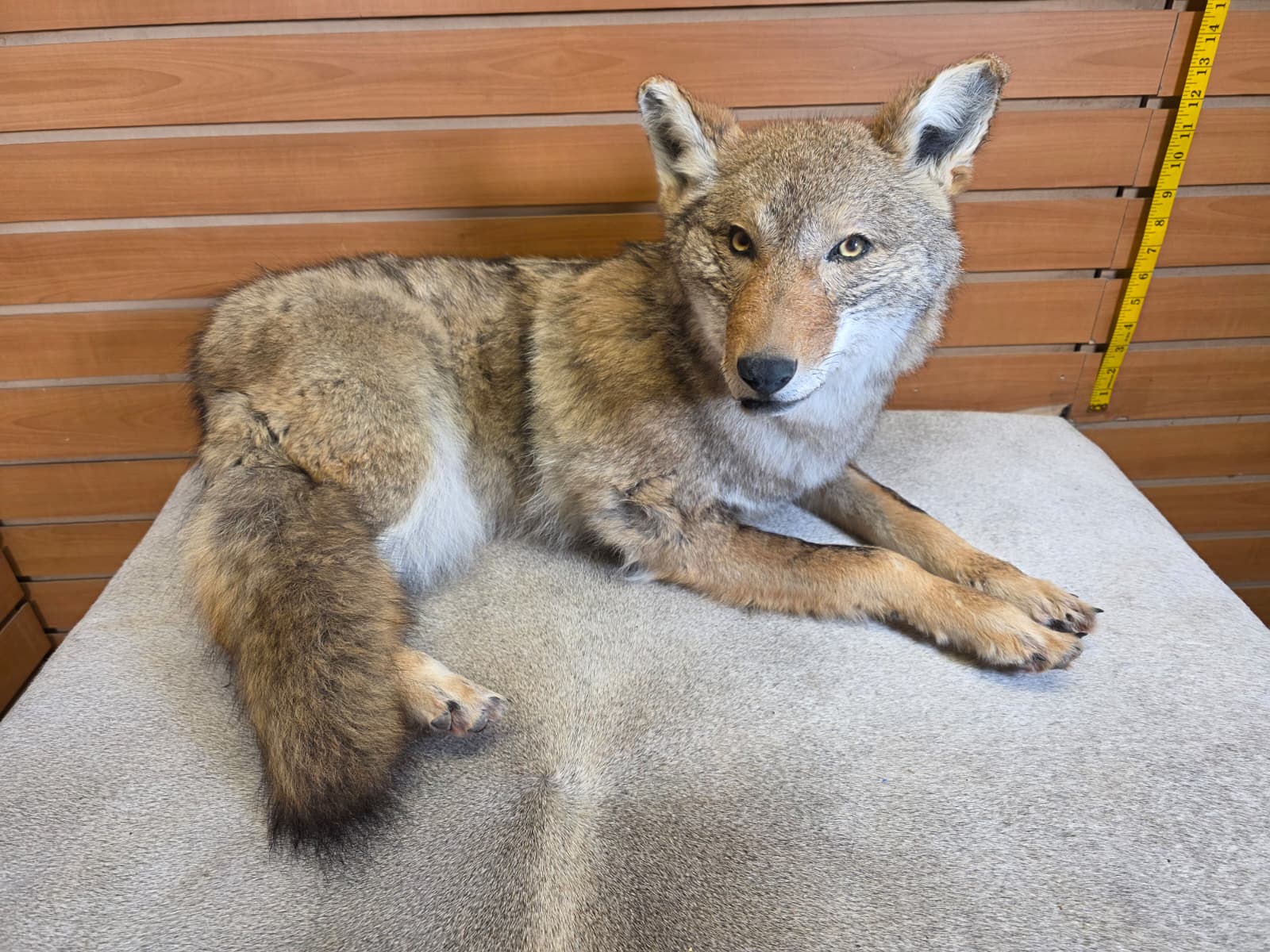 KMCY13 - Full-Body Coyote Taxidermy Mount