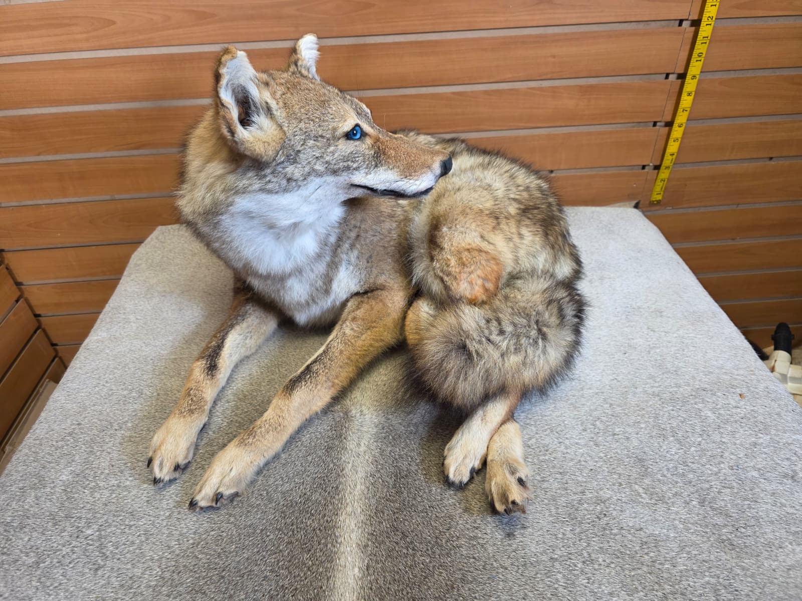 KMCY21 - Full-Body Coyote Taxidermy Mount