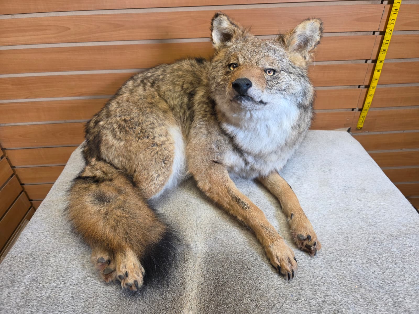 KMCY11 - Full-Body Coyote Taxidermy Mount