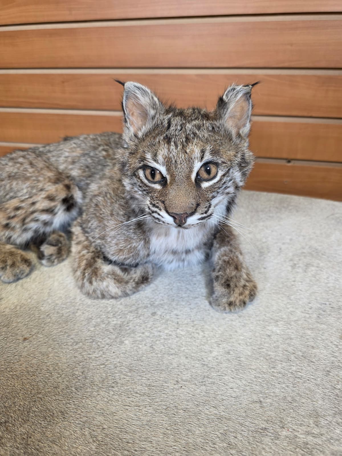 FHAB20 - Bobcat – Full-body Taxidermy Mount