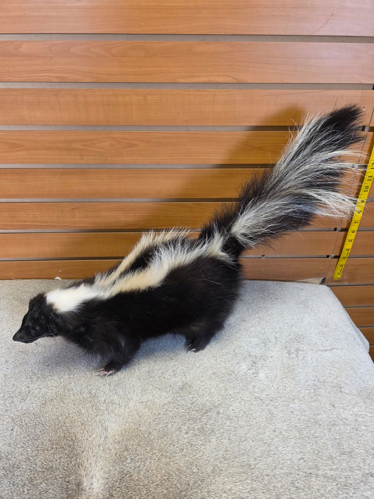 KMSK33 - Full-Body Skunk Taxidermy Mount