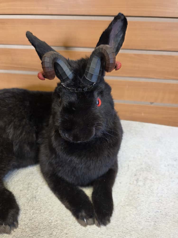 FHAB2 - Black Jackalope Taxidermy with Red Eyes