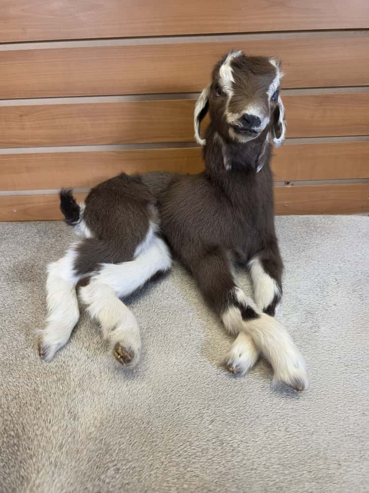 FHAB12 - Toggenburg Goat – Full Body Mount