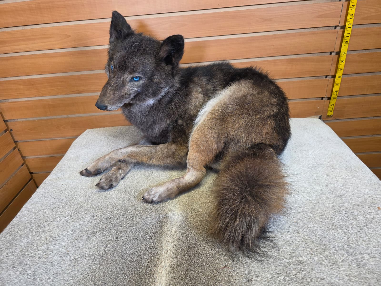 KMCY24 - Full-Body Coyote Taxidermy Mount