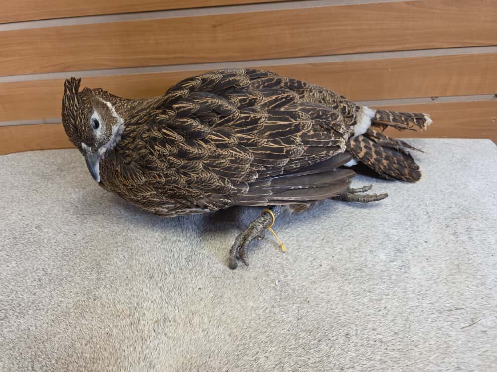 JTV277 - Impeyan Pheasant Hen Full Mount