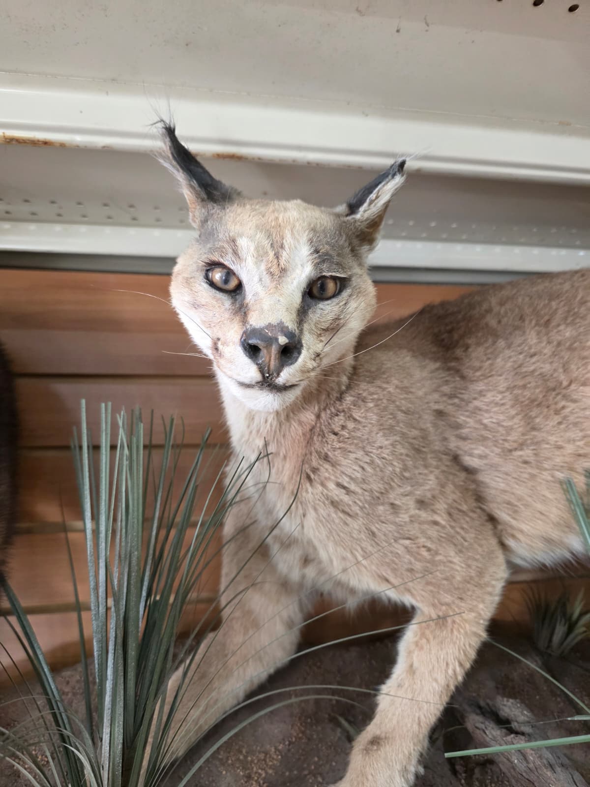FHAB22 - Caracal – Full-body Taxidermy Mount