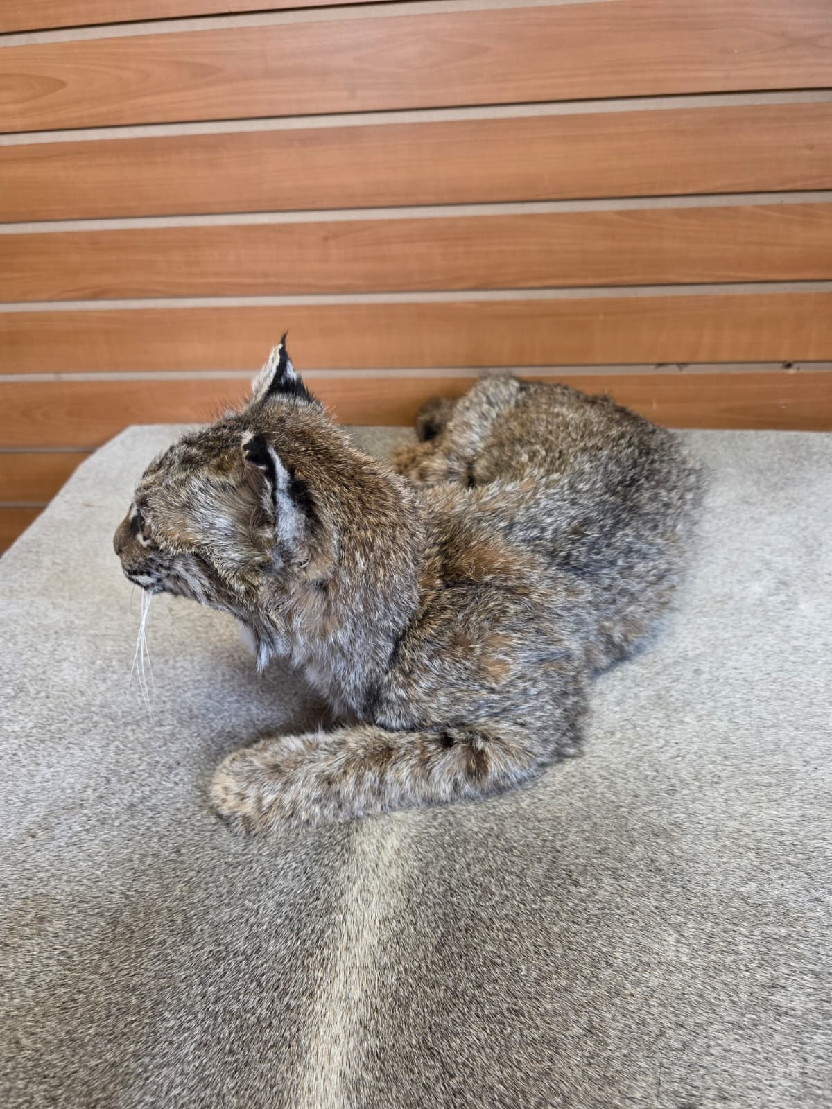 FHAB20 - Bobcat – Full-body Taxidermy Mount