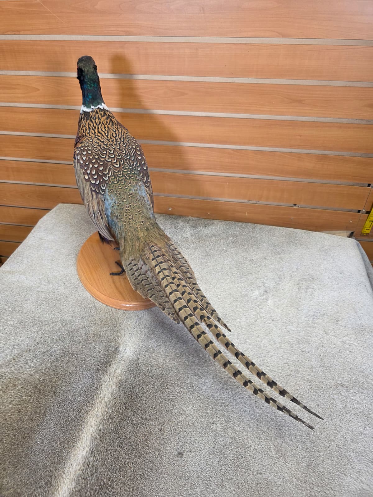 FHAB21 - Ringneck – Full-body Taxidermy Mount