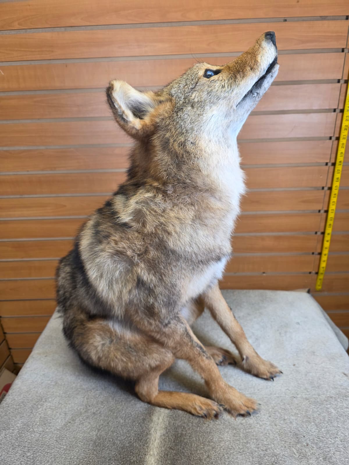 KMCY17 - Full-Body Coyote Taxidermy Mount