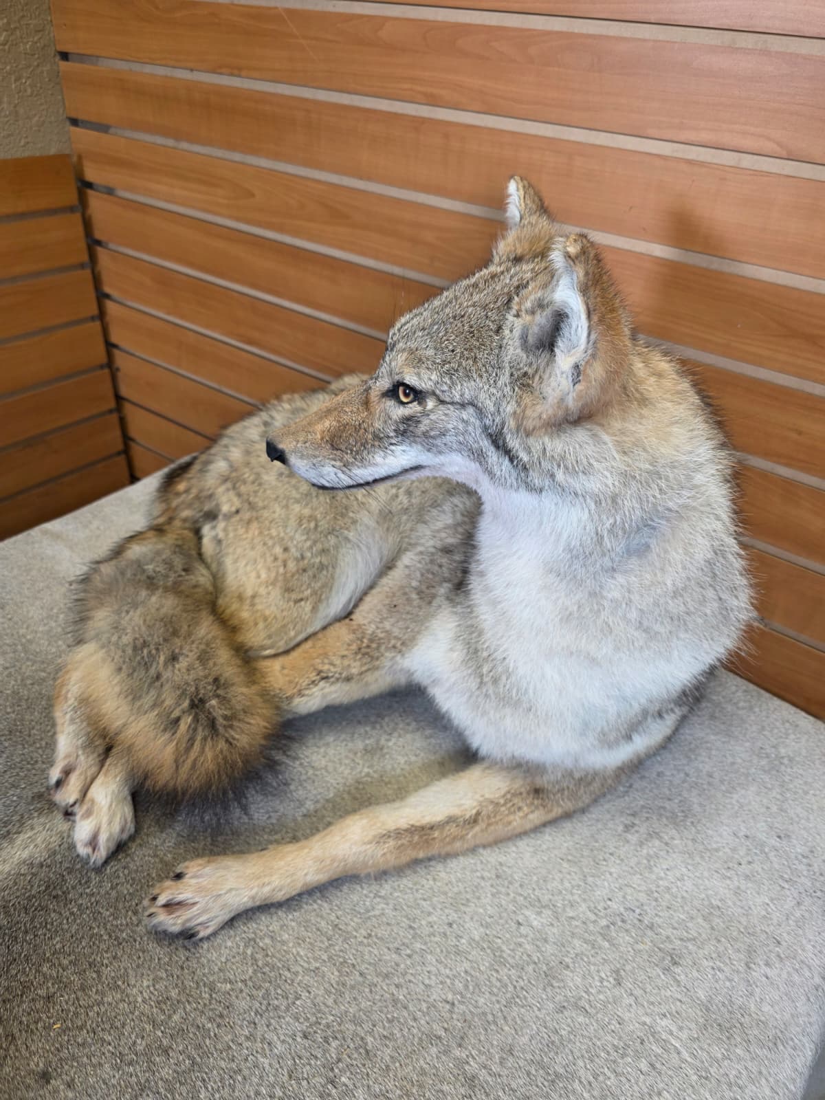 KMCY15 - Full-Body Coyote Taxidermy Mount