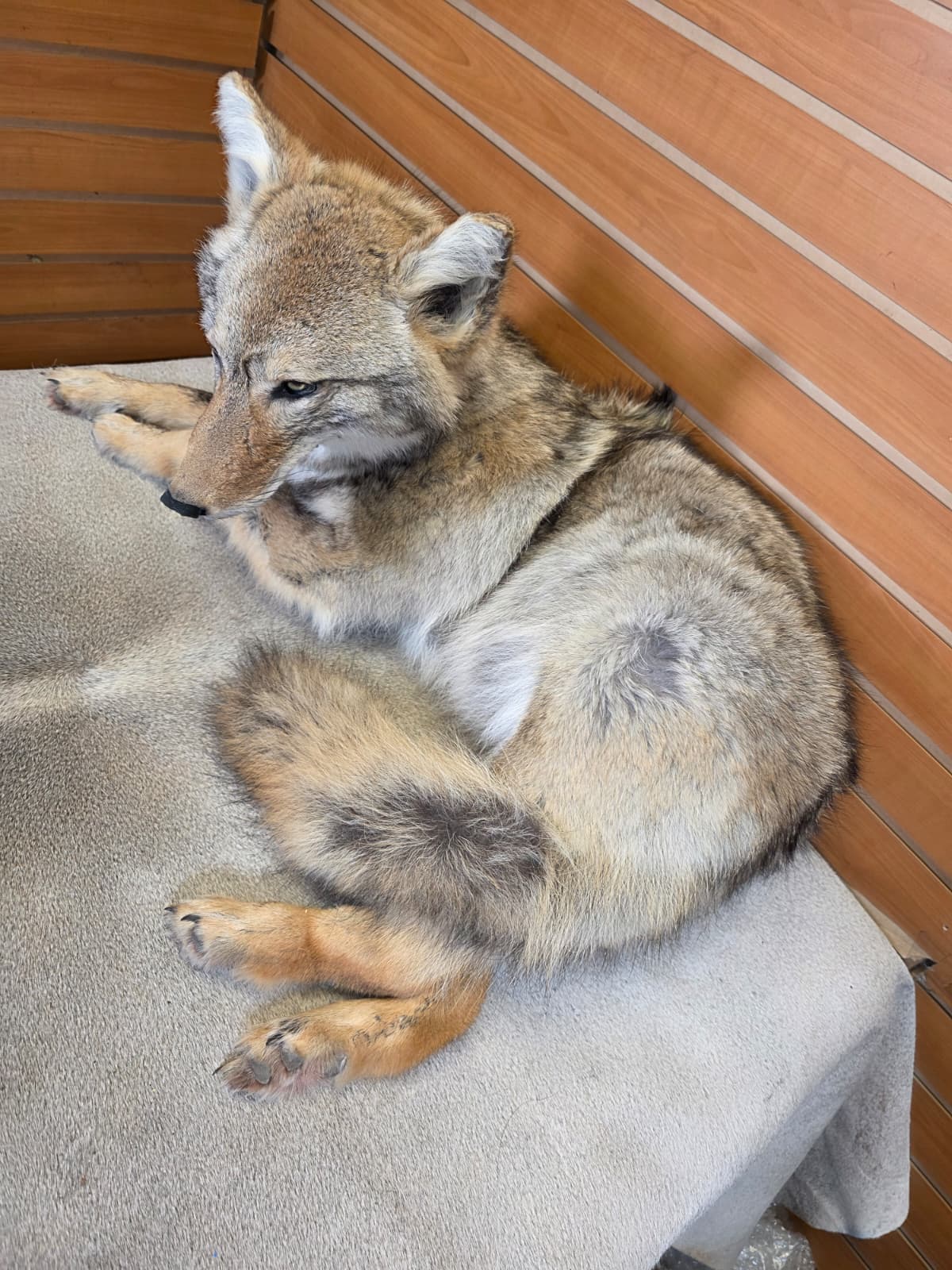 KMCY20 - Full-Body Coyote Taxidermy Mount