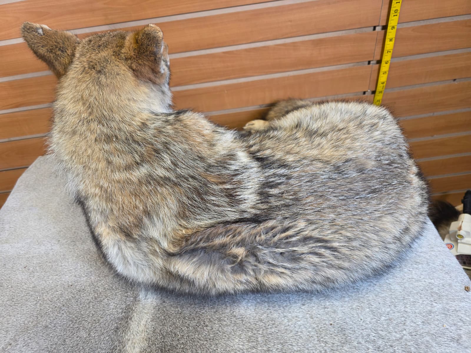 KMCY13 - Full-Body Coyote Taxidermy Mount