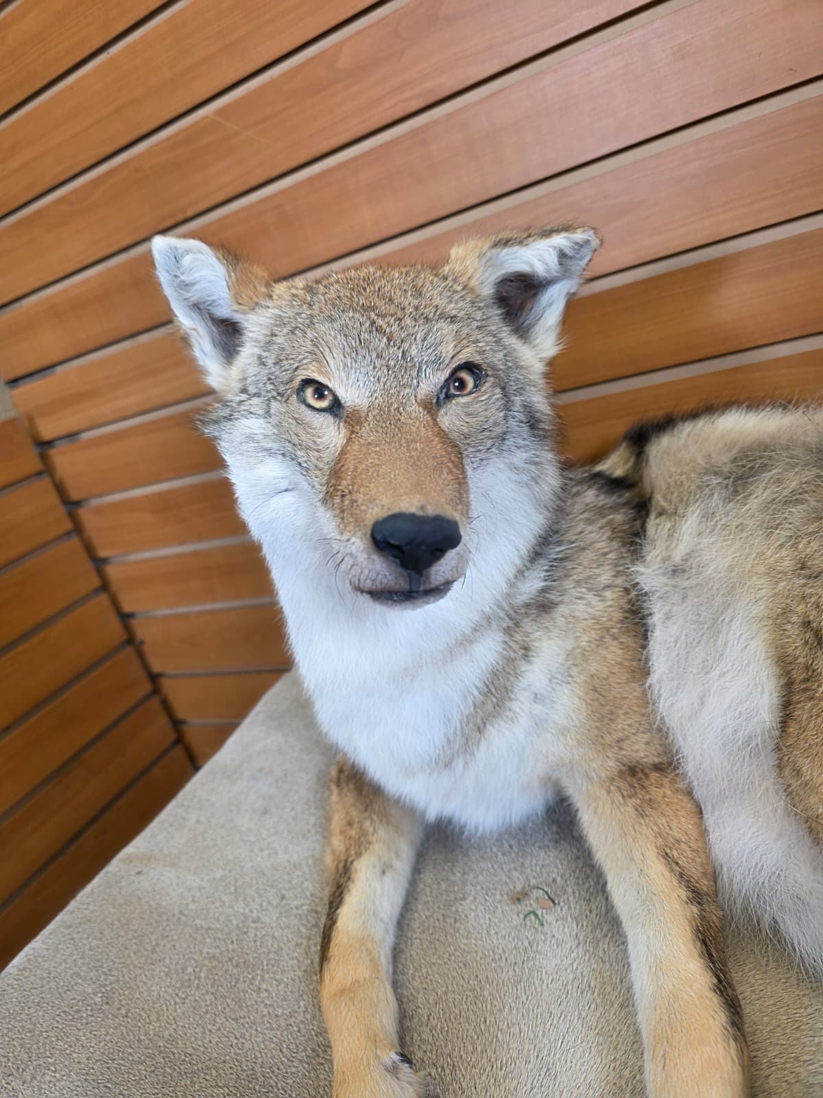 KMCY16 - Full-Body Coyote Taxidermy Mount