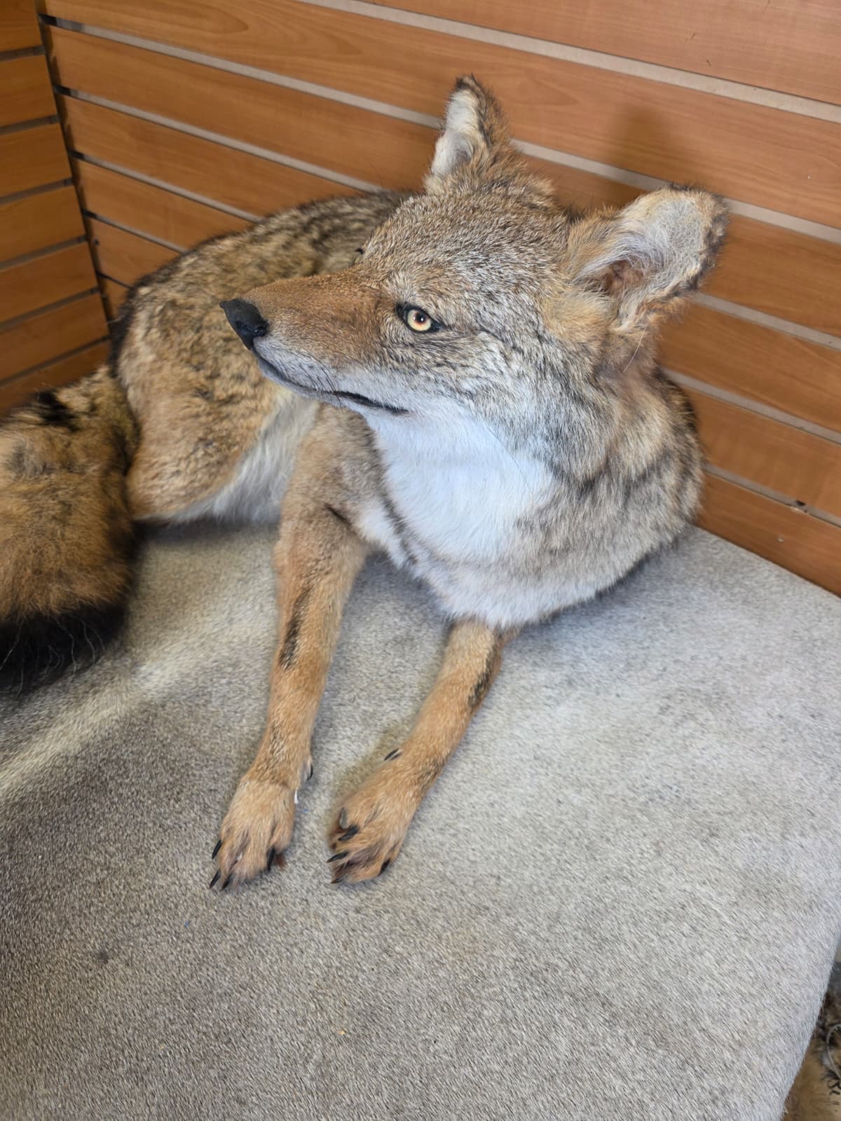 KMCY11 - Full-Body Coyote Taxidermy Mount