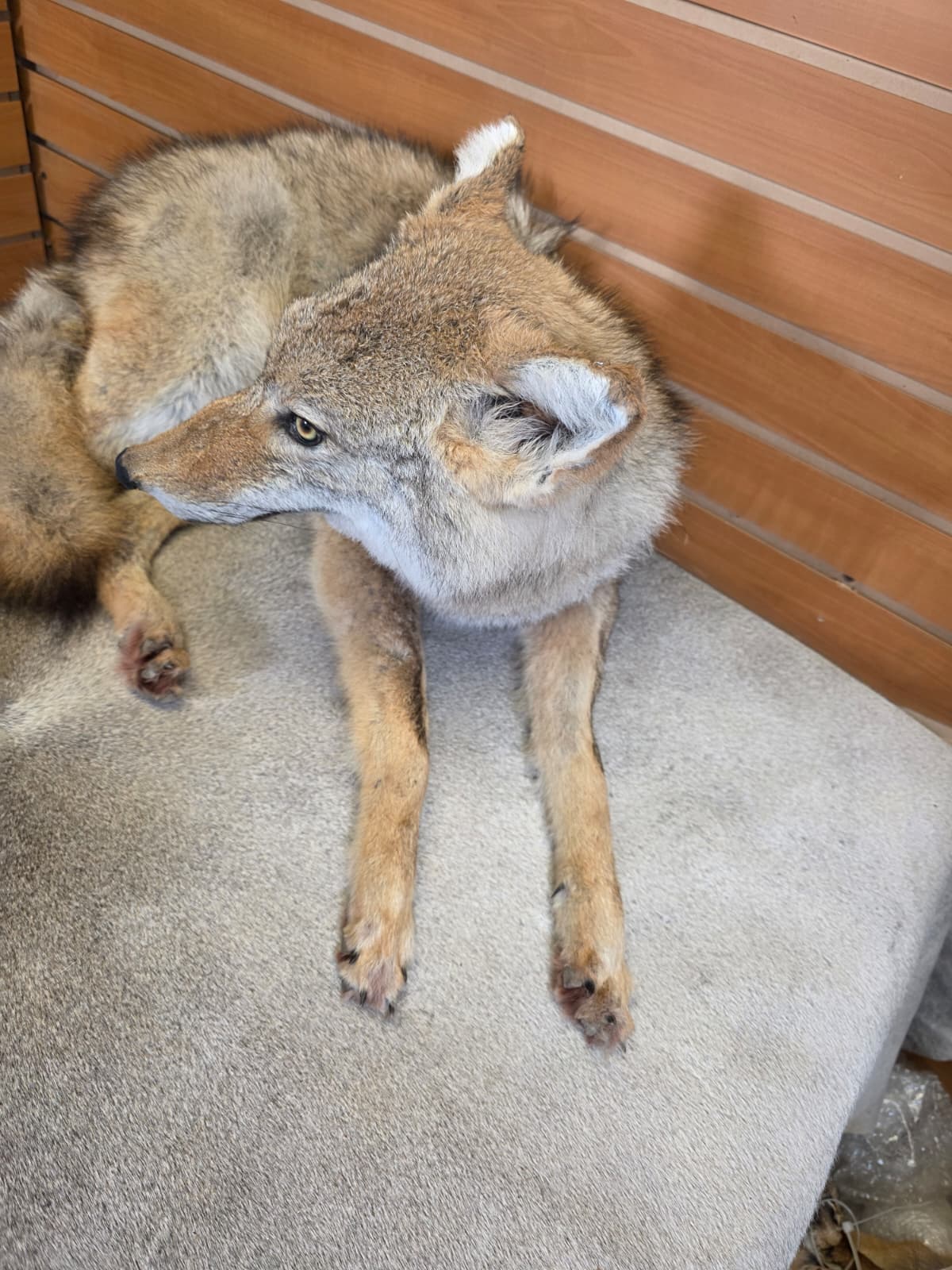 KMCY19 - Full-Body Coyote Taxidermy Mount