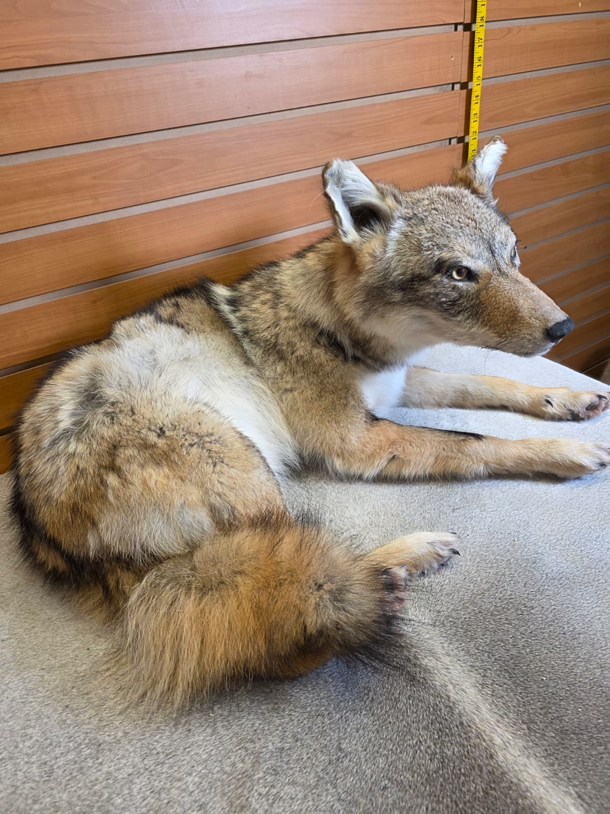 KMCY12 - Full-Body Coyote Taxidermy Mount