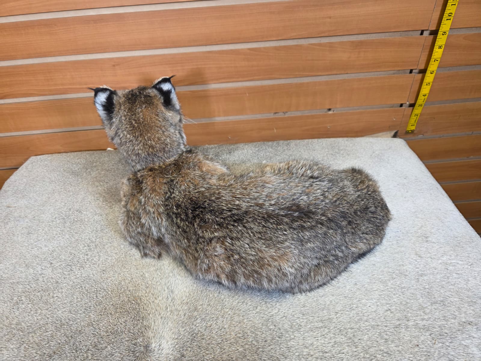 FHAB20 - Bobcat – Full-body Taxidermy Mount