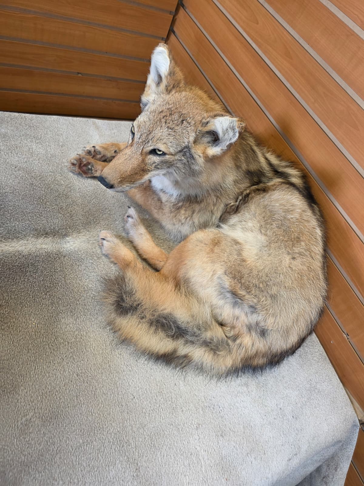 KMCY10 - Full-Body Coyote Taxidermy Mount