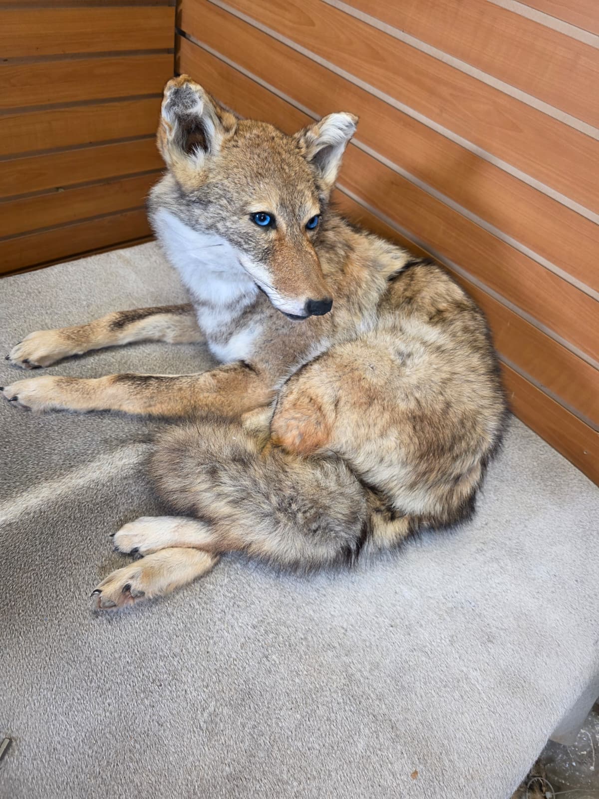 KMCY21 - Full-Body Coyote Taxidermy Mount