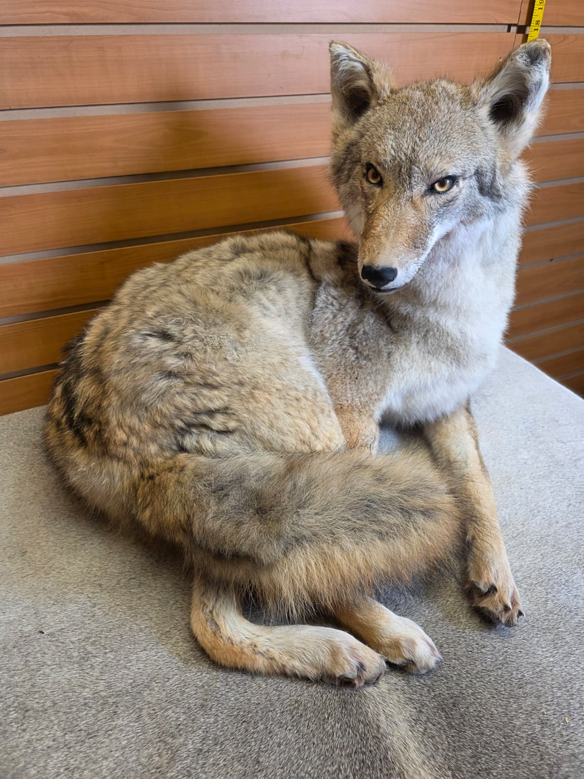 KMCY15 - Full-Body Coyote Taxidermy Mount