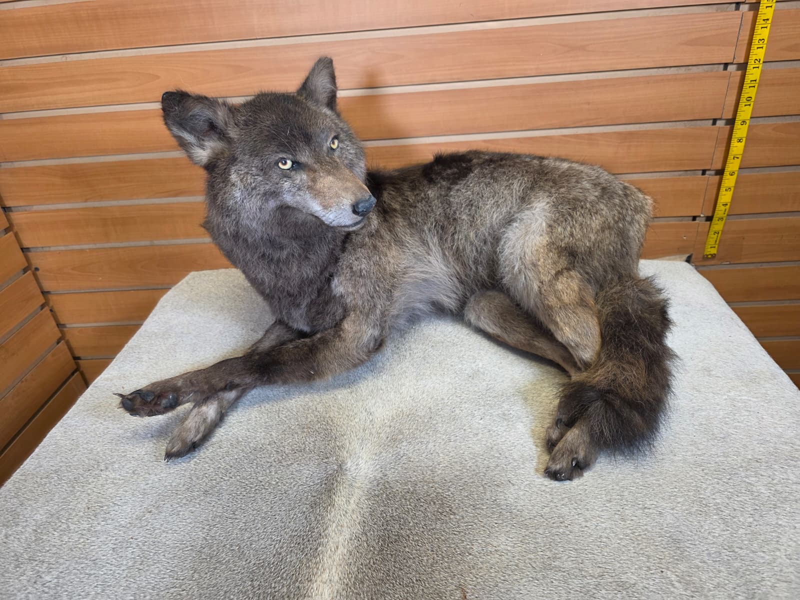 KMCY25 - Full-Body Coyote Taxidermy Mount