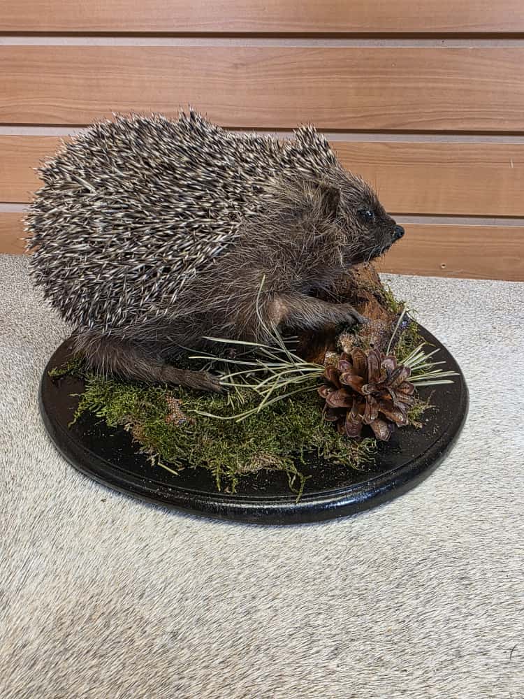 FHAB7 - Hedgehog Full Mount