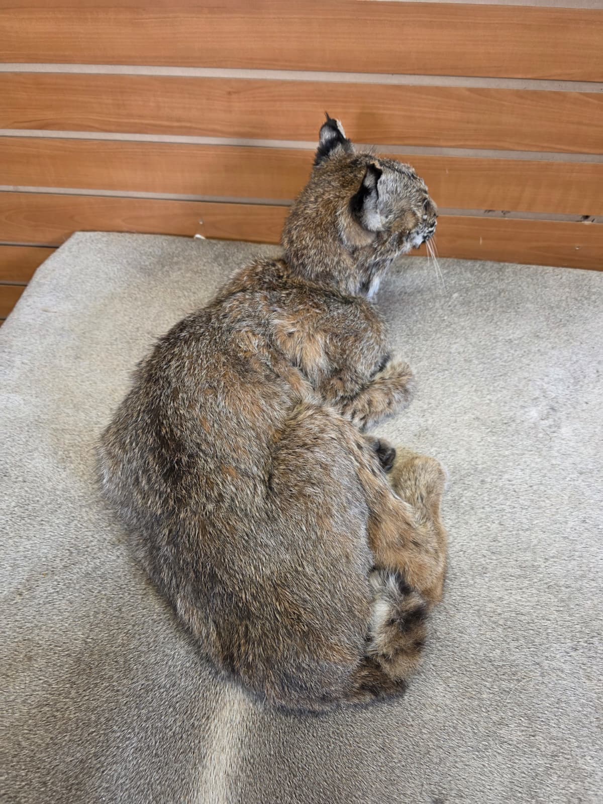 FHAB20 - Bobcat – Full-body Taxidermy Mount