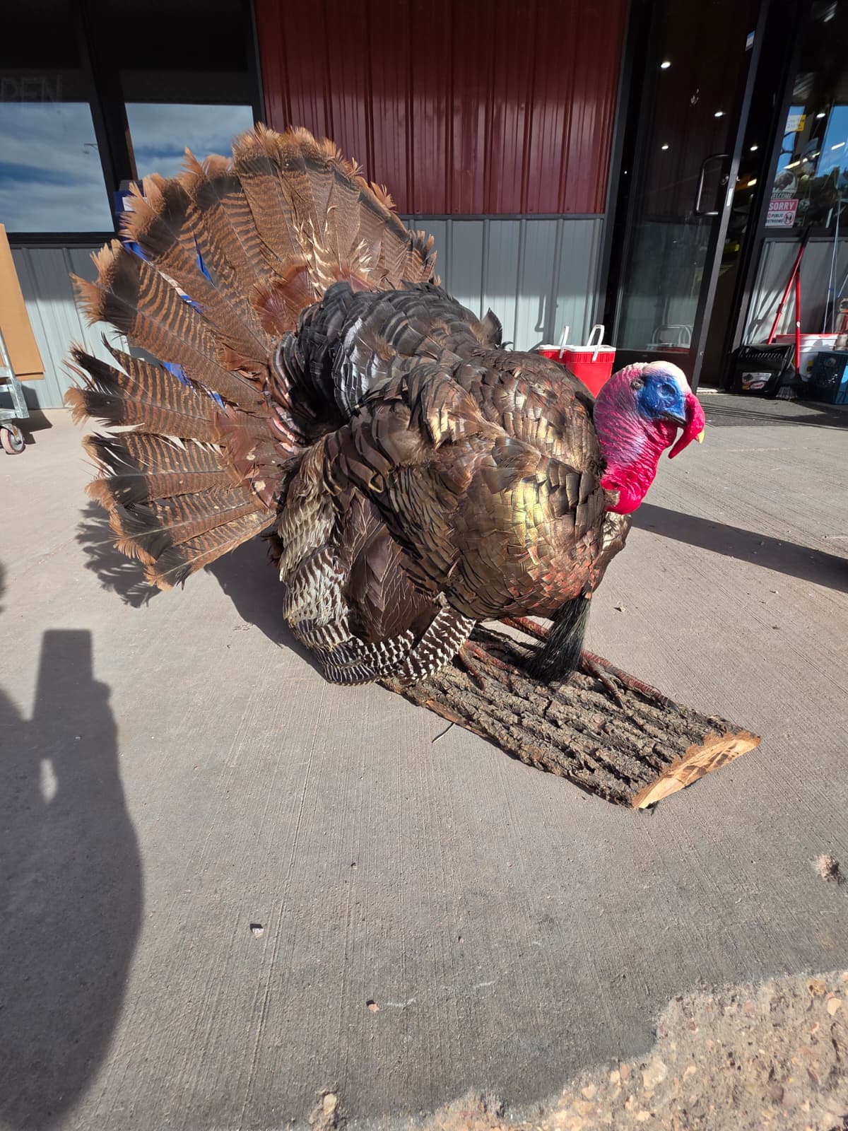 JTV299 - Bronze Turkey Taxidermy Mount