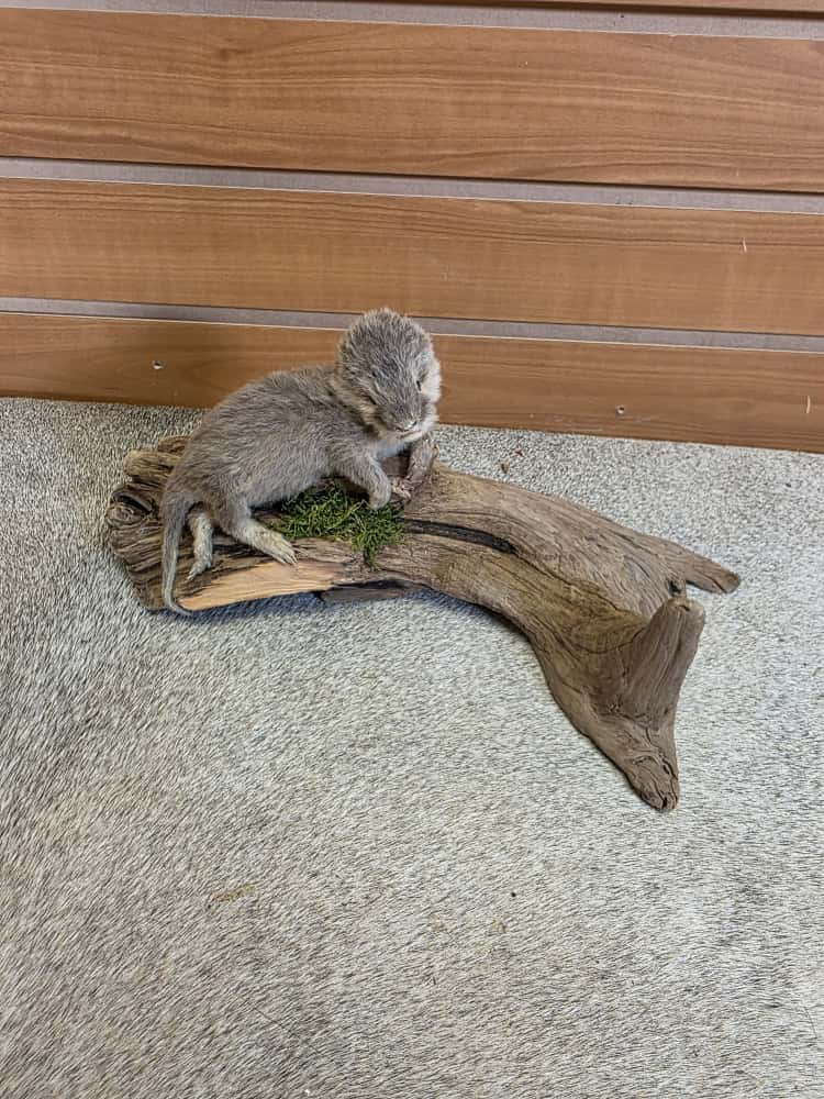 FHAB10 -  Baby Otter Full Mount