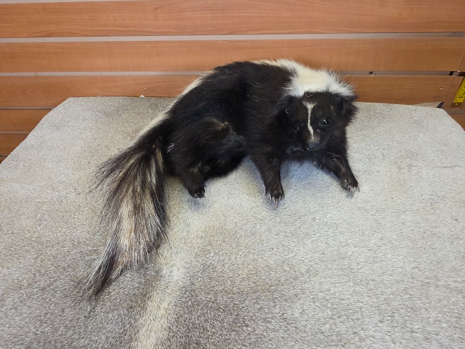 KMSK34 - Full-Body Skunk Taxidermy Mount
