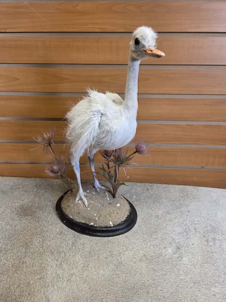 FHAB3 - Greater Rhea (Rhea americana) Full Mount – baby