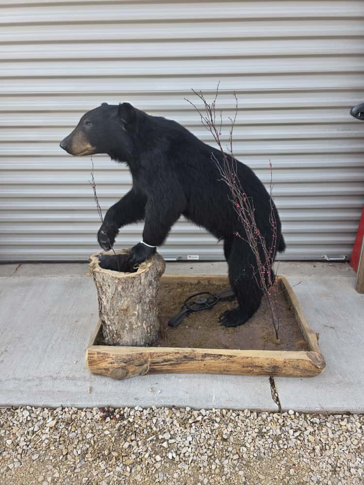 FHCM68 - Black Bear Full Mount