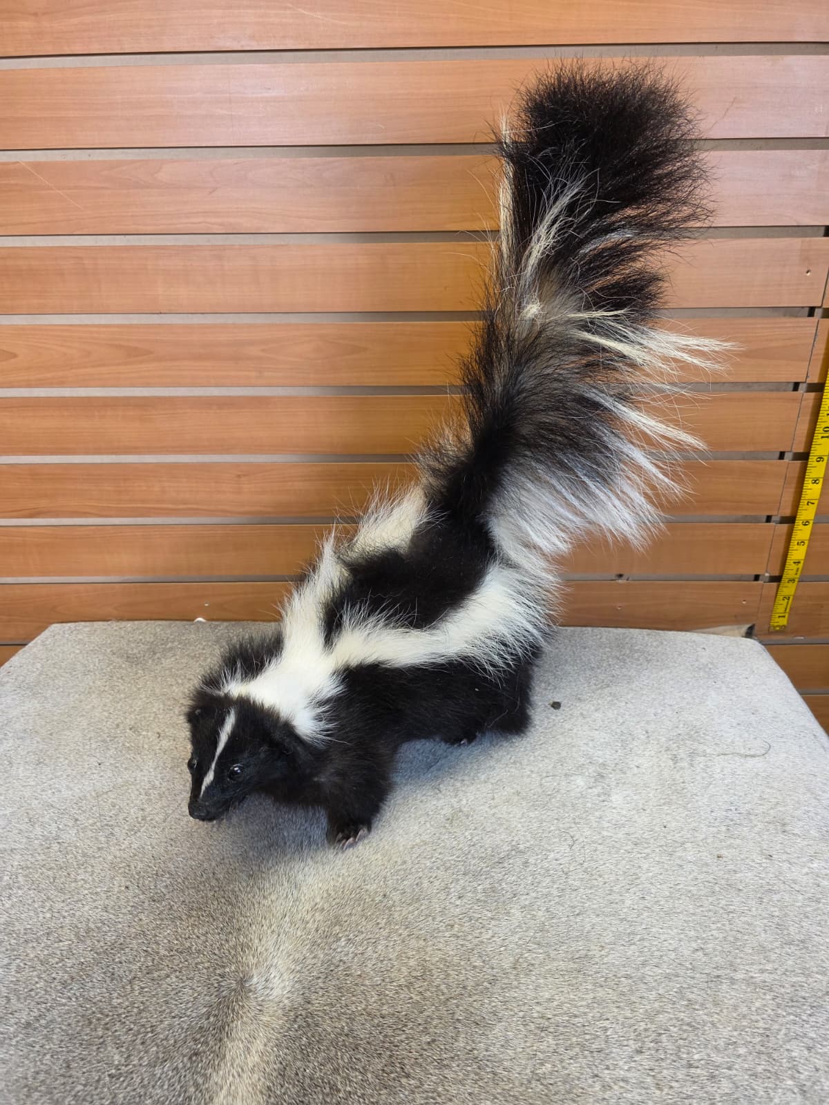 KMSK28 - Full-Body Skunk Taxidermy Mount