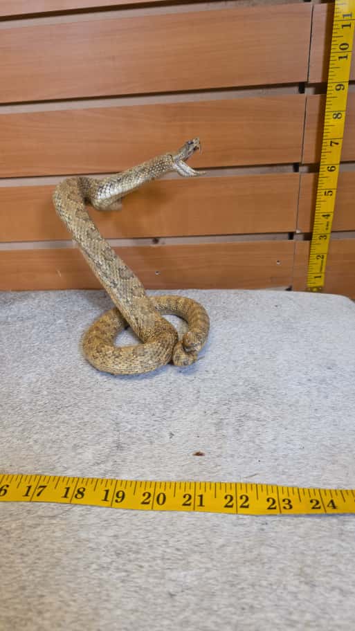 JTV284 - Aruba Island Rattlesnake – Full Body Mount