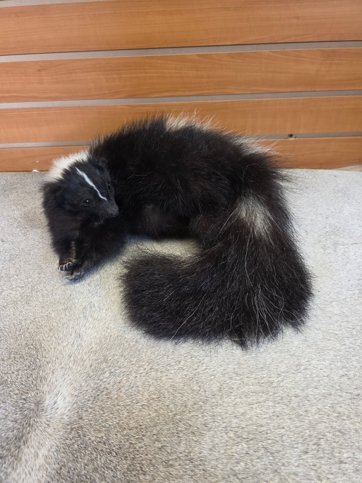 KMSK31 - Full-Body Skunk Taxidermy Mount
