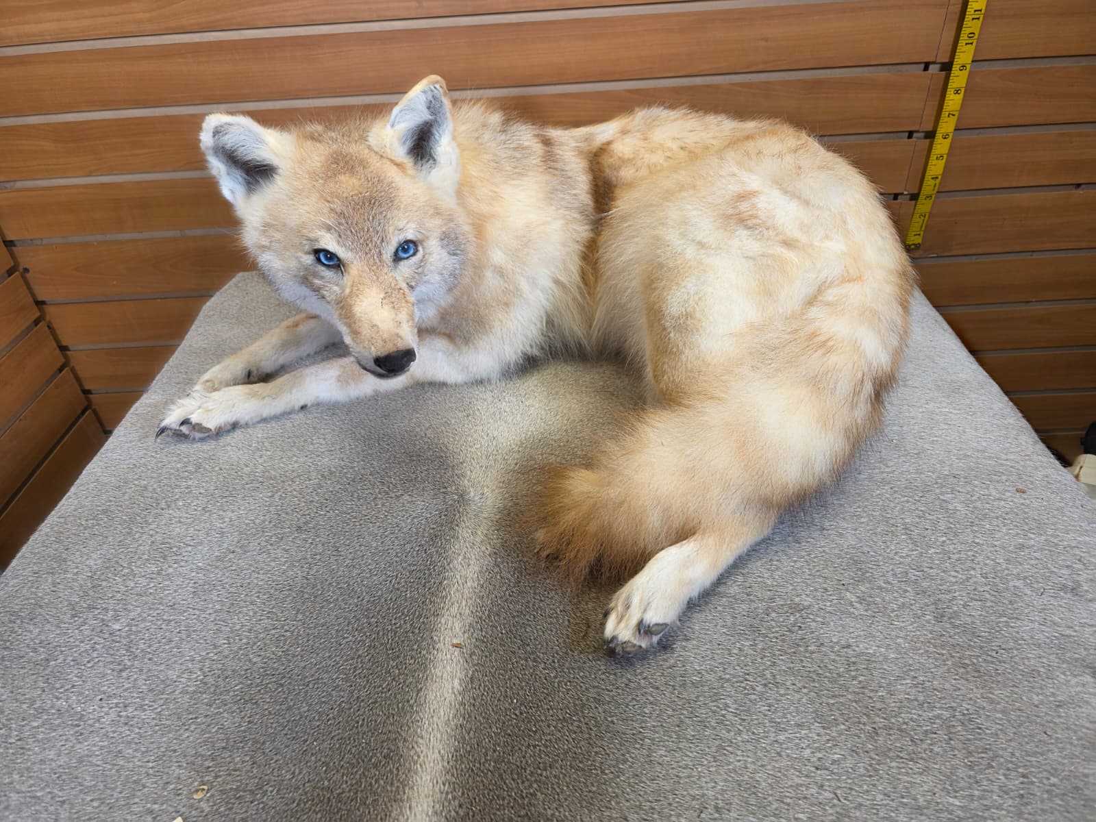 KMCY27 - Full-Body Coyote Taxidermy Mount