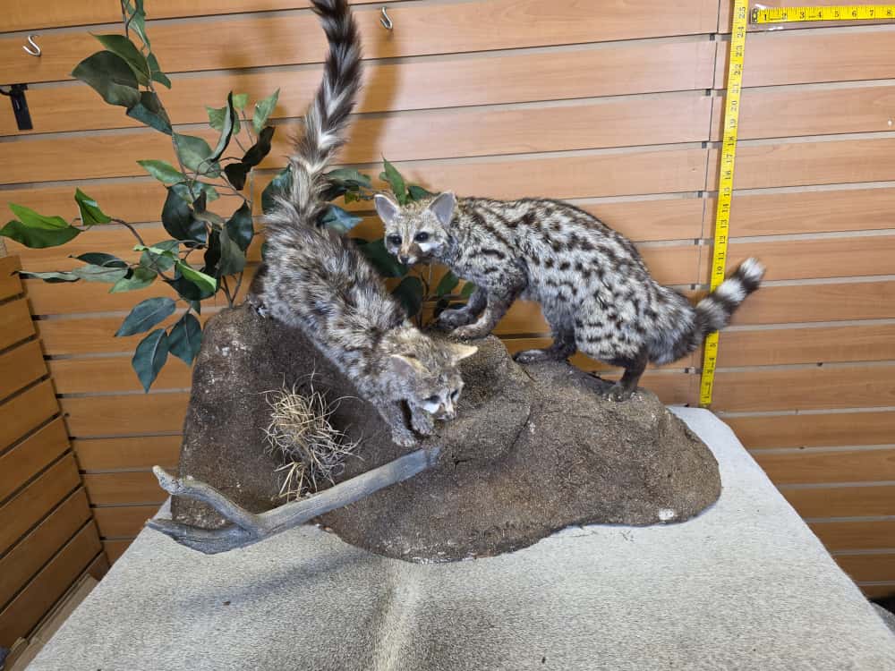 FHCM65 - pair Common Genet – Full Body Mounts