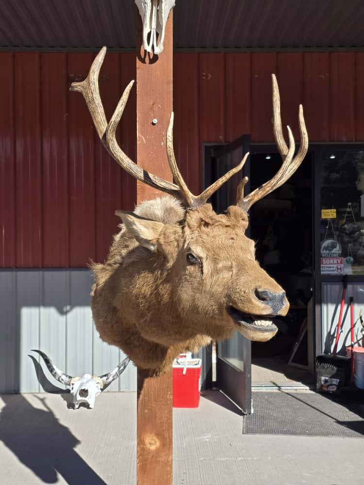 JTV297 - Elk Deer Head Taxidermy Mount