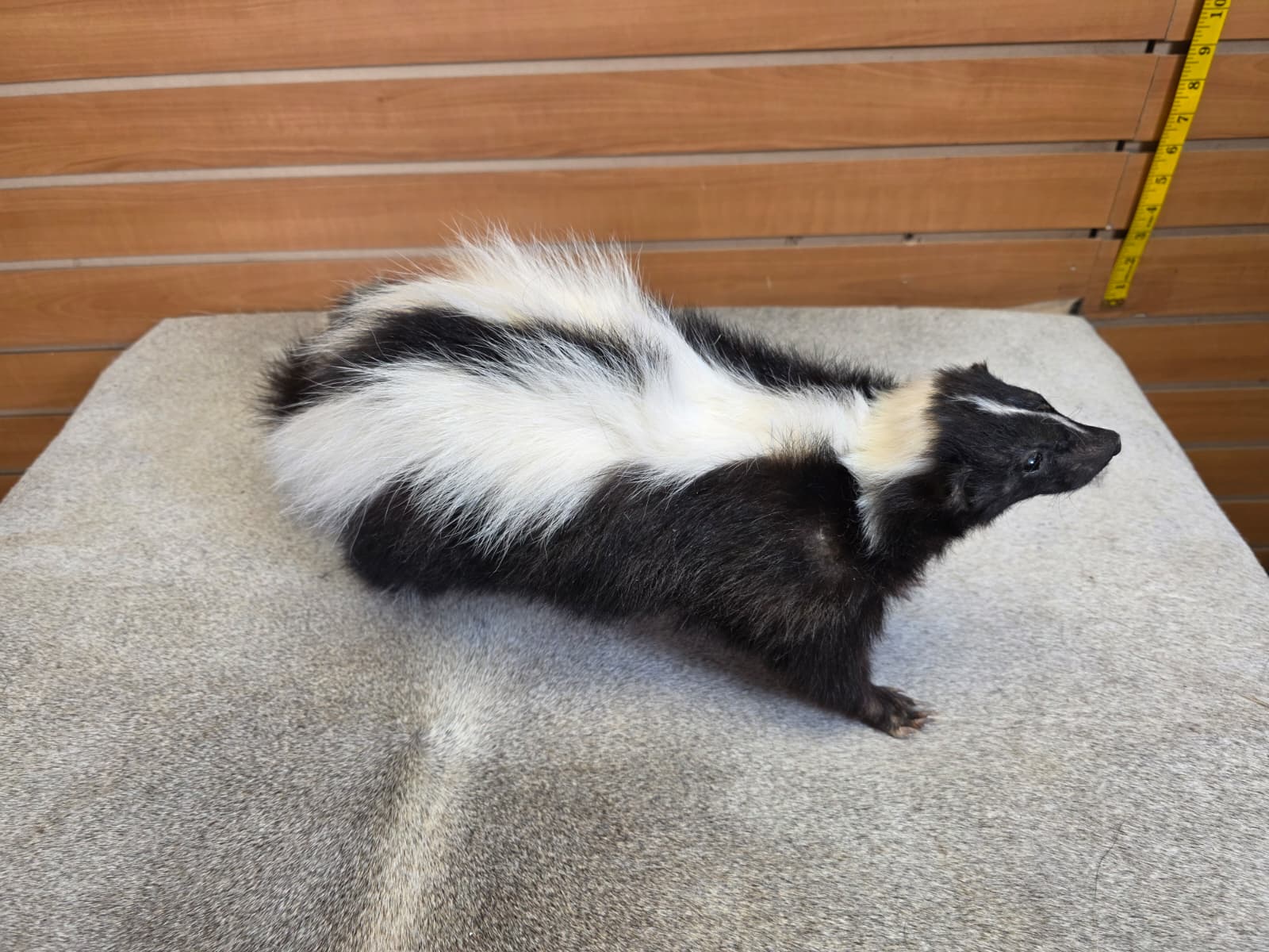 KMSK14 - Full-Body Skunk Taxidermy Mount