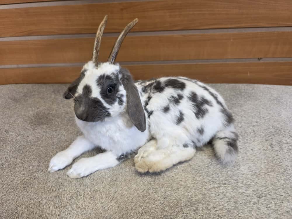 FHAB1 - Holland Lop Rabbit – Royalty Edition