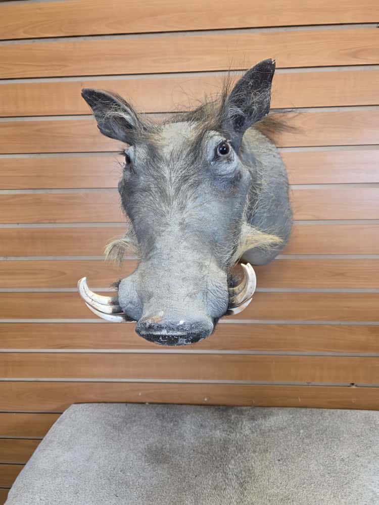 FHAB15 - African Warthog Head – Taxidermy Mount