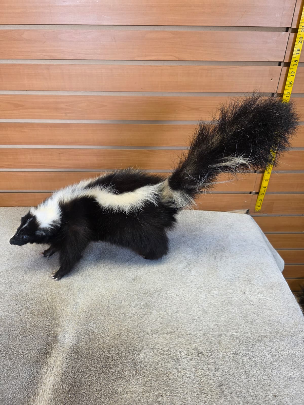 KMSK23 - Full-Body Skunk Taxidermy Mount