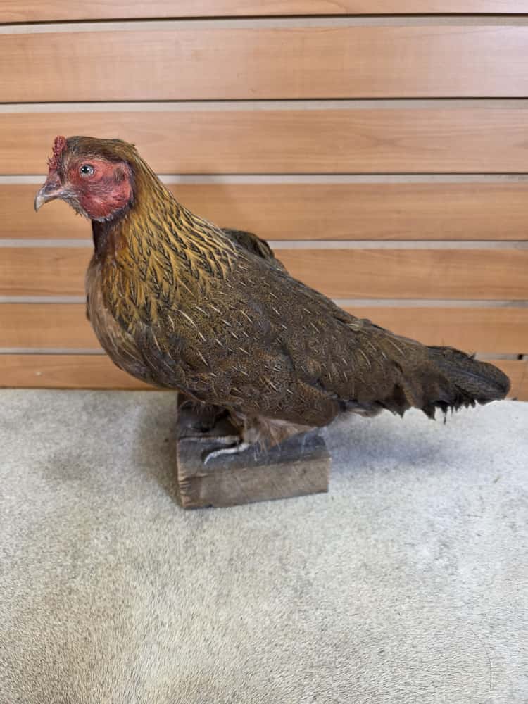 JTV287 - Welsummer Chicken – Full Body Mount