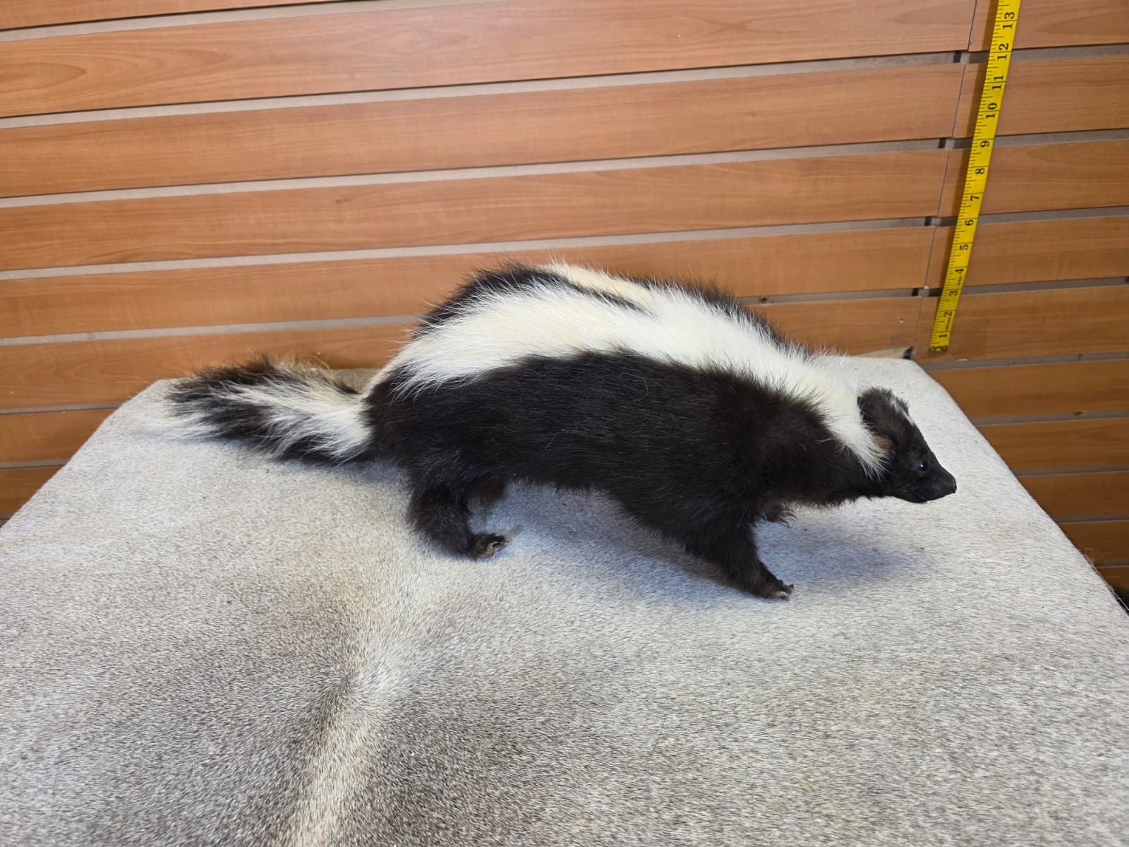KMSK29 - Full-Body Skunk Taxidermy Mount
