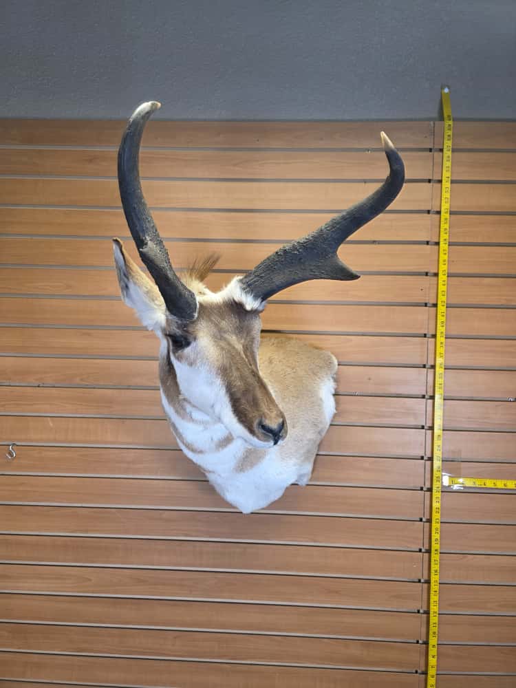 FHCM64 - Pronghorn Antelope Head Mount