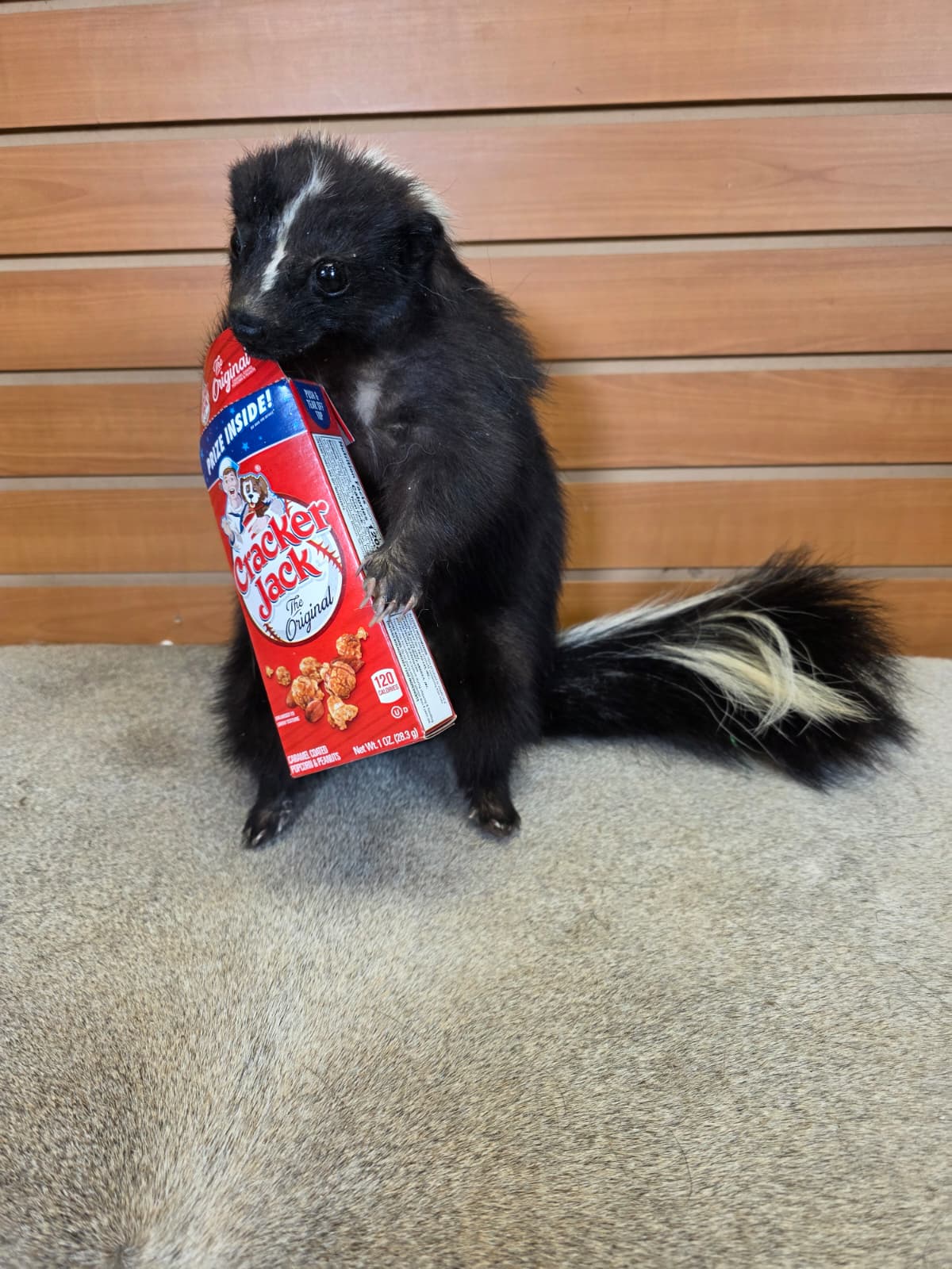 KMSK36 - Full-Body Skunk Taxidermy Mount